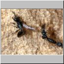 Diodontus tristis - Grabwespe 01 li-Weibchen 5-6mm.jpg